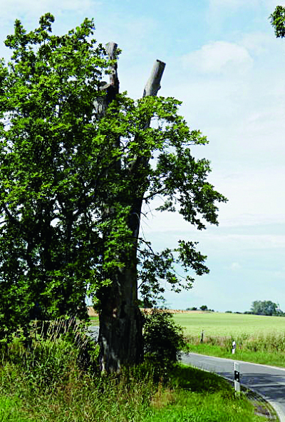 Großbaum wird Totholzensemble