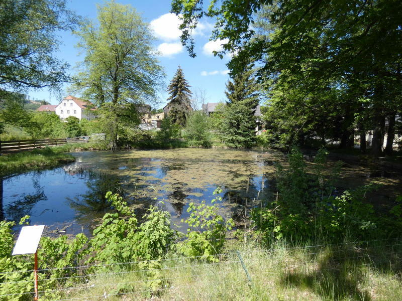 Elstra: Der Dorfteich soll saniert werden