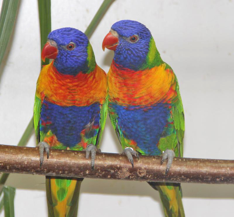 Auf zur Vogel- und Katzenausstellung in Eibau