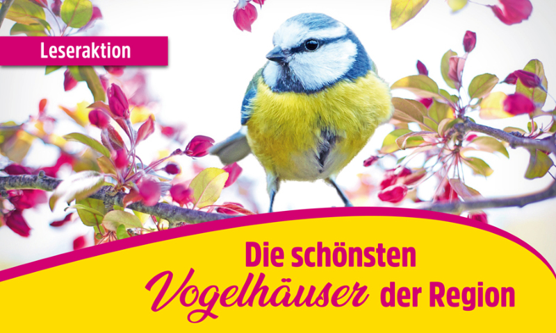 Wer hat das schönste Vogelhäuschen? 