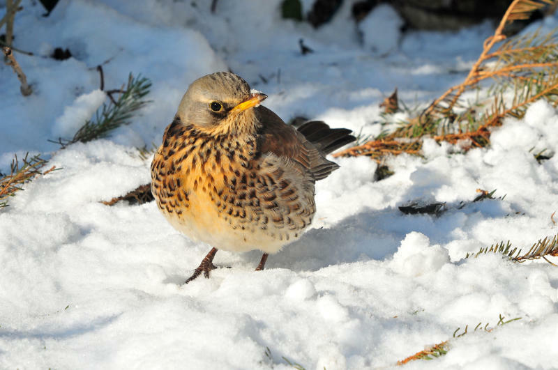 35,5 Vögel bei der „Stunde der Wintervögel“