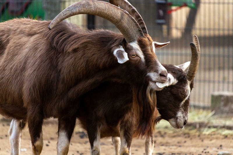 Zoobesucher auch am Berzi Augen auf! Schutz durch Nutzen