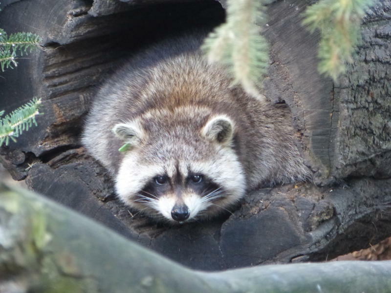 Er bringt Hausbesitzer langsam zur Weißglut