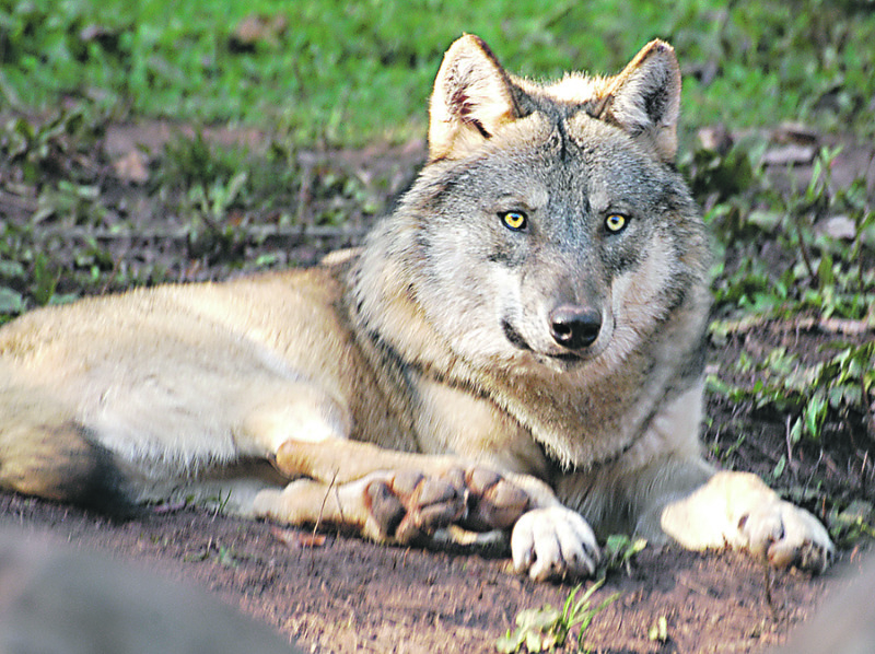 Toter Wolf im Stall von Jerchwitz