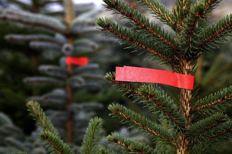 Keine Weihnachtsbäume aus dem Stadtwald