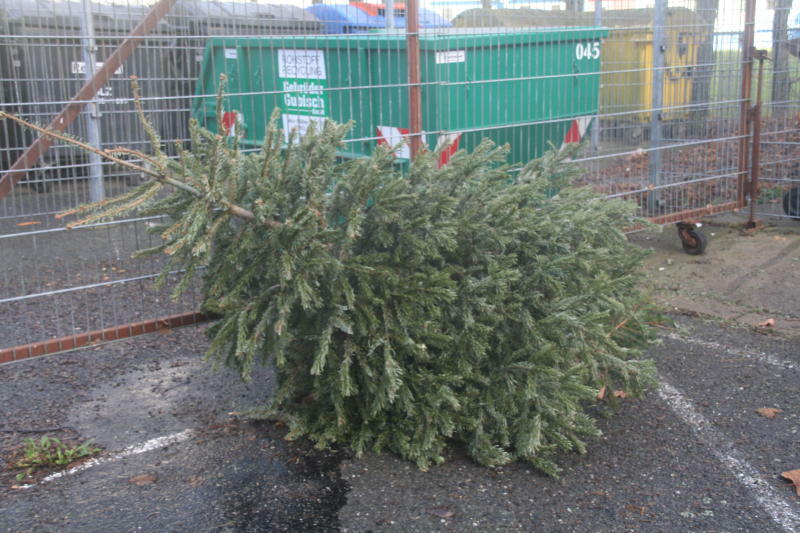 Weihnachtsbäume auf letzter Tour