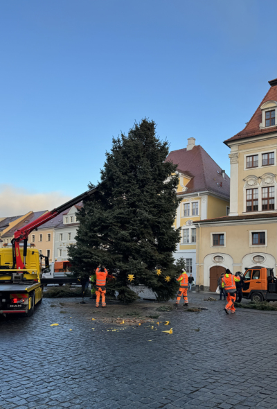 Löbauer Weihnachtsbaum auf dem Altmarkt umgesägt!