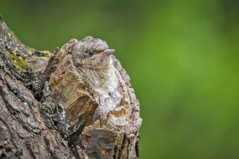 Tierfotografien von Rüdiger Schulz im Eibauer Faktorenhof