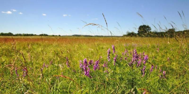Die Wiese als Lebensraum