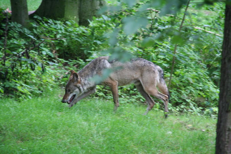 Milkeler Wölfe  auf Kuschelkurs