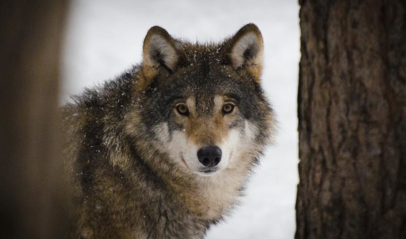 Wer hat Angst vorm bösen Wolf?