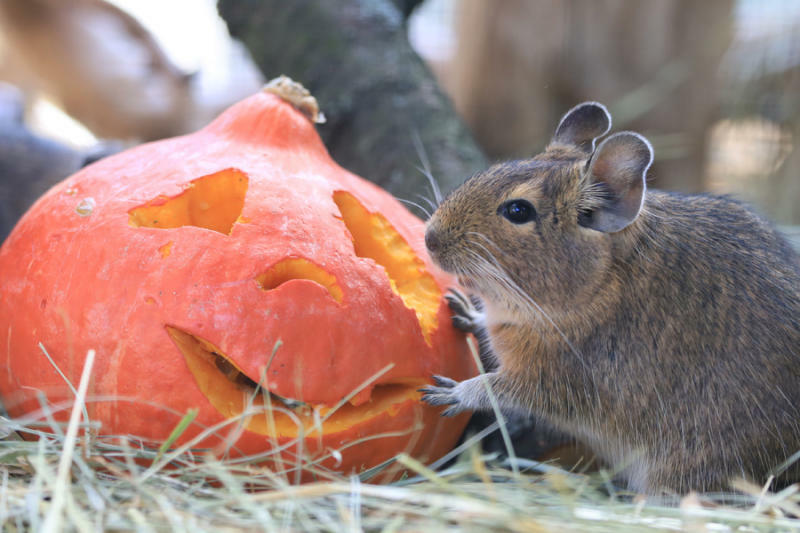 Schmackhaft durch den Tierparkherbst