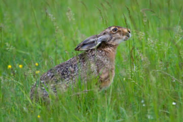 Meister Lampe fühlt sich wohl