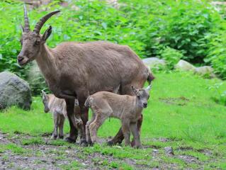 Ein fideles Sextett im Tierpark Görlitz
