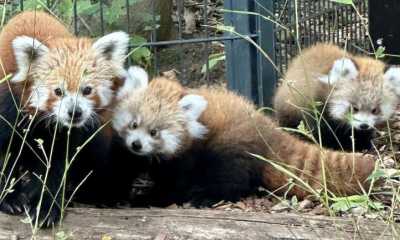 Maskottchen mit Freude und Trauer