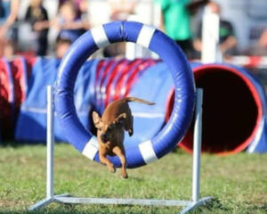 Agil in Holtendorf mit Sommerfest und Hundesport
