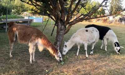 Abendspaziergang mit den Lamas in Großschönau