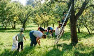 Ernte- und Pflanzfest am Haus Schminke in Löbau