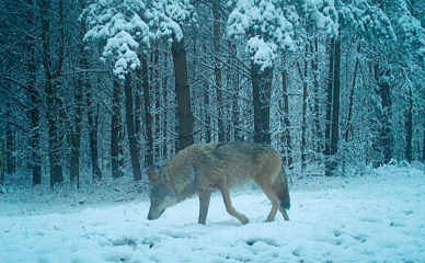Weniger Schutz für Wolf – Infos der Wolfsscheune bleiben