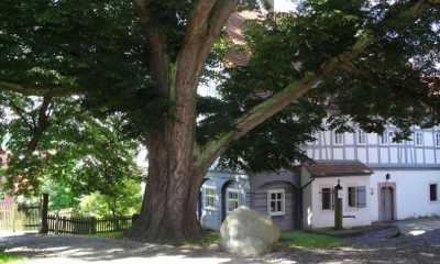 Feierlichkeiten unter großem Baum 