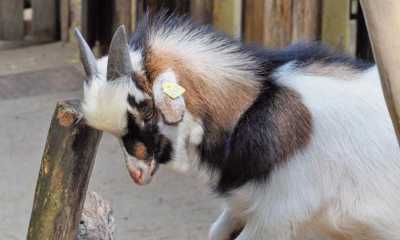 Buntes Programm zum Tierparkfest in Bischofswerda