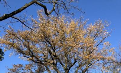 Nicht vorbei an Friedenseiche in Ludwigsdorf