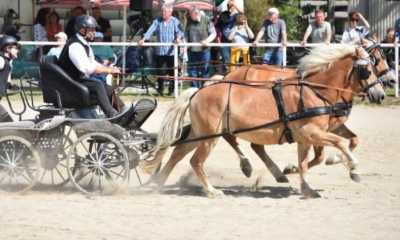 20. Oberlausitzer Fuhrmannstag in Kemnitz