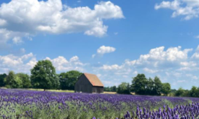 Lausitzer Rohstoffe werden zu Naturkosmetik