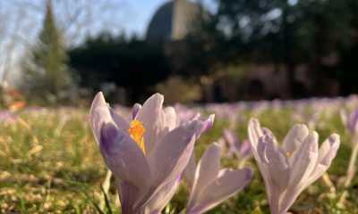 Aufblühen und Vergehen auf dem Görlitzer Friedhof