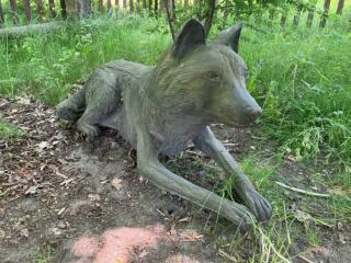 Wolfsbestand hat sich 2025 „stabilisiert“