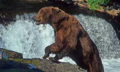 Reisereportage über die Wildnis 