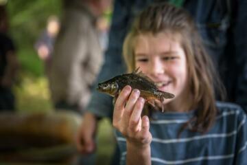 Frischer Oberlausitzer Karpfen statt nur Fischstäbchen