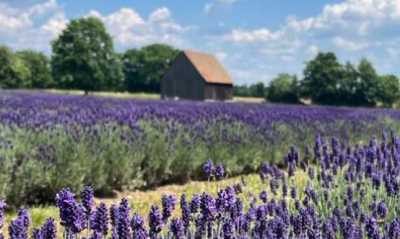 In die Schlesisch-Lausitzische Provence