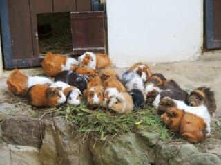 Nachmittag für Senioren im Tierpark Bischofswerda