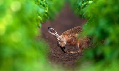 Goldmedaille für Schnappschuss „Meister Lampe“