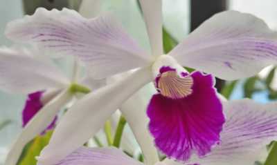 Orchideentage im Exotenhaus