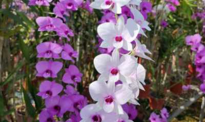 Orchideentage im Jonsdorfer Exotenhaus