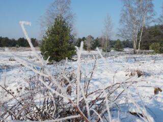 Aktion für Heide- und Teichlandschaft