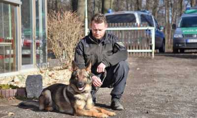 Fährtenhund Ivan spürt Seniorin in Löbau auf
