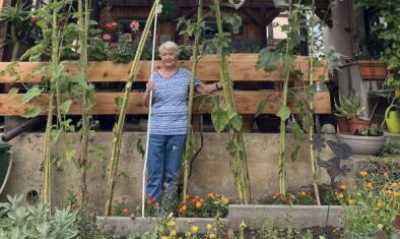 Riesige Sonnenblumen in Mittelherwigsdorf