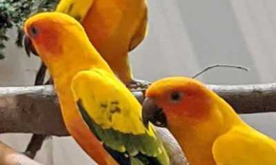 Vogelausstellung im Eibauer Volkshaus 