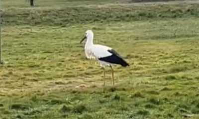 Storch Adi ist Dauergast in der Oberlausitz