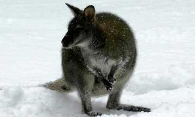 Zittauer Tierpark investiert in die Sicherheit