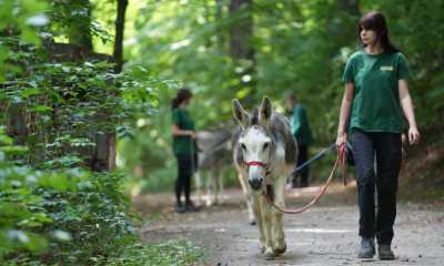 Sommerfest im Zittauer Tierpark 
