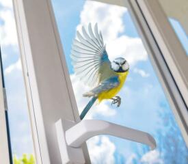 Glas und Windräder als Millionengräber für Vögel
