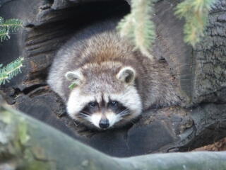 Er bringt Hausbesitzer langsam zur Weißglut