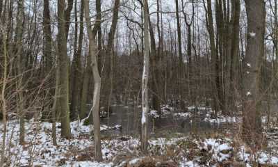 Wird der Zipfelteich bei Rohrbach wieder ein Moor?